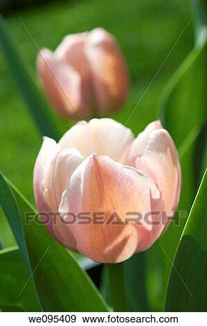Two light pink tulips brushed with white at the petals edges View Large Photo Image Stock Photo - Two light pink tulips brushed with white at the petals edges. Fotosearch