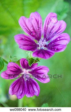 Two Mystic Merlin Malvas covered in droplets View Large Photo Image Stock Image - Two Mystic Merlin Malvas covered in droplets. Fotosearch