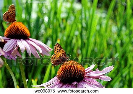 Two orange and black butterflies on Purple Coneflowers View Large Photo Image Stock Photography - Two orange and black butterflies on Purple Coneflowers. Fotosearch