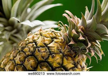 Two pineapples. USA, Hawaii, Maui View Large Photo Image Stock Image - Two pineapples. USA, Hawaii, Maui. Fotosearch