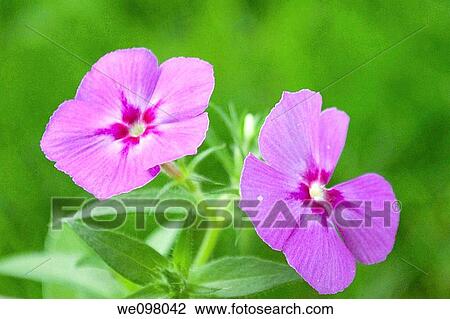 Two pink annual Phlox blossoms View Large Photo Image Stock Image - Two pink annual Phlox blossoms. Fotosearch