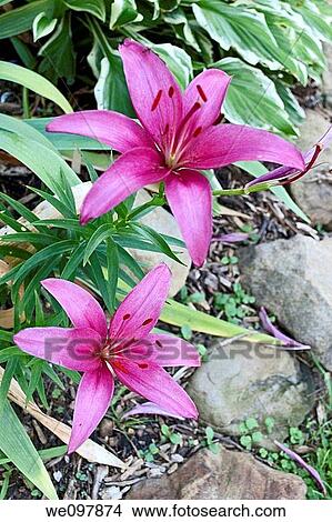 Two pink asiatic lilies View Large Photo Image Picture - Two pink asiatic lilies. Fotosearch