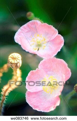 Stock Photograph - Two Pink Shirley Poppies and Seedhedas. Papaver rhoeas.. Fotosearch