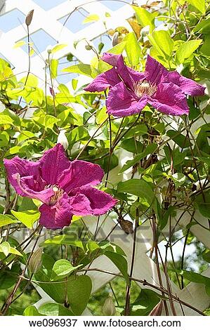 Stock Photo - Two purple clematis blooming on a white trellis. Fotosearch