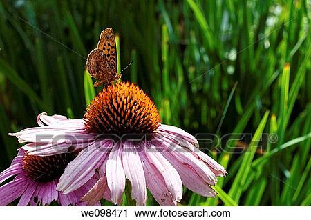 Two Purple Coneflowers and an orange and black butterfly View Large Photo Image Stock Image - Two Purple Coneflowers and an orange and black butterfly. Fotosearch