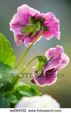 Two Purple Pansies, Back View. Viola x wittrockiana View Large Photo Image Stock Image - Two Purple Pansies, Back View. Viola x wittrockiana. Fotosearch
