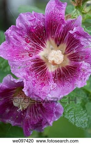 Two rain spattered hollyhock blooms View Large Photo Image Stock Image - Two rain spattered hollyhock blooms. Fotosearch