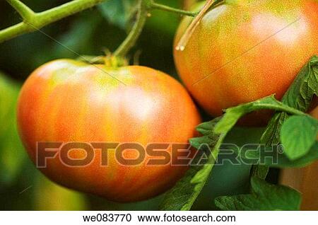 Two Red Tomatos Ripening on a Garden Plant. Solanum lycopersicon. View Large Photo Image Stock Image - Two Red Tomatos Ripening on a Garden Plant. Solanum lycopersicon.. Fotosearch