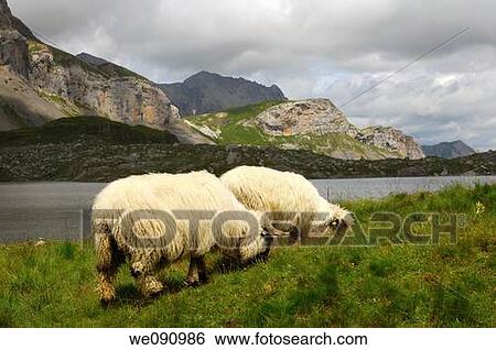 Two sheep of the Swiss breed Walliser Schwarznasenschaf grazing on an alpine pasture along the shore of a mountaion lake in the Pennine Alps, Valais, Switzerland View Large Photo Image Stock Photograph - Two sheep of the Swiss breed Walliser Schwarznasenschaf grazing on an alpine pasture along the shore of a mountaion lake in the Pennine Alps, Valais, Switzerland. Fotosearch