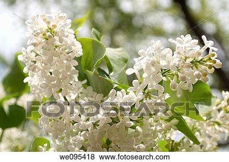 Stock Photo - Two sunlit pannicles of a fragrant white lilac. Fotosearch