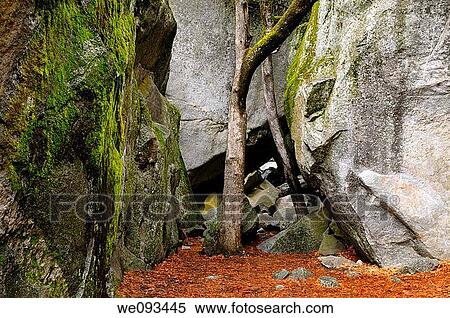 Stock Photography - Two trees between a rock and a hard place in Yosemite National Park. Fotosearch