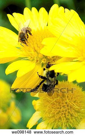 Two types of bees both exploring the same Gaillardia View Large Photo Image Stock Photo - Two types of bees both exploring the same Gaillardia. Fotosearch