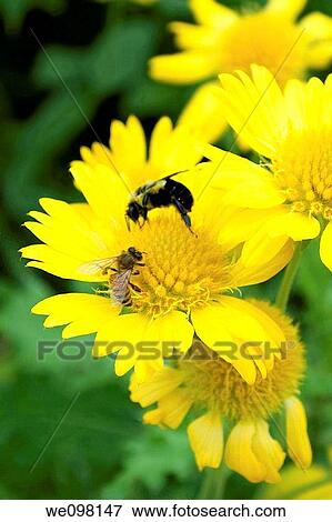 Two types of bees meeting on a yellow Gaillardia View Large Photo Image Stock Photo - Two types of bees meeting on a yellow Gaillardia. Fotosearch