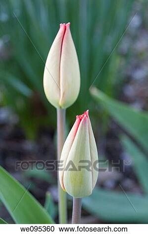 Two unopened tulips showing a touch of pink View Large Photo Image Stock Image - Two unopened tulips showing a touch of pink. Fotosearch