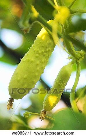 Two White Cucumbers Growing on a Garden Cucumber Plant. Cucumis sativus. View Large Photo Image Stock Image - Two White Cucumbers Growing on a Garden Cucumber Plant. Cucumis sativus.. Fotosearch