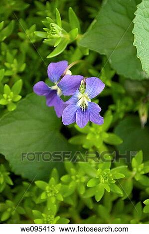 Two wild violets in a Spring garden View Large Photo Image Stock Image - Two wild violets in a Spring garden. Fotosearch