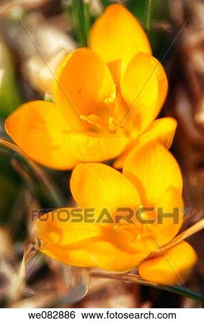 Two Yellow Crocuses. Crocus vernus. March 2007. Maryland, USA. View Large Photo Image Stock Photograph - Two Yellow Crocuses. Crocus vernus. March 2007. Maryland, USA.. Fotosearch