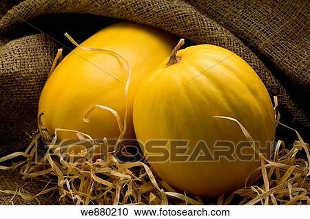 Two yellow melons, still life View Large Photo Image Stock Image - Two yellow melons, still life. Fotosearch