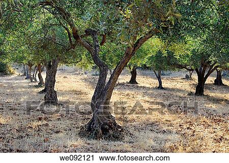 Typical Sicilian olive trees Sicily Italy View Large Photo Image Stock Image - Typical Sicilian olive trees Sicily Italy. Fotosearch