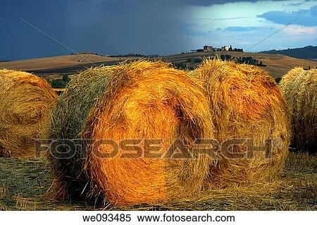 Typical Tuscan Landscape/Scenery near Pienza, Italy View Large Photo Image Stock Photography - Typical Tuscan Landscape/Scenery near Pienza, Italy. Fotosearch