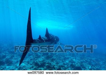 Underwater view of Whale shark rhincodon typus swimming nearby surface on coral reef, Ari atoll, Maldives View Large Photo Image Stock Image - Underwater view of Whale shark rhincodon typus swimming nearby surface on coral reef, Ari atoll, Maldives. Fotosearch