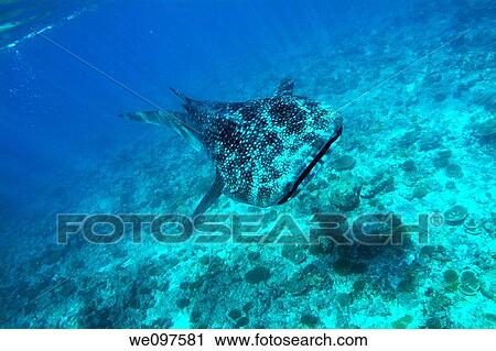 Underwater view of Whale shark rhincodon typus swimming nearby surface on coral reef, Ari atoll, Maldives View Large Photo Image Stock Image - Underwater view of Whale shark rhincodon typus swimming nearby surface on coral reef, Ari atoll, Maldives. Fotosearch