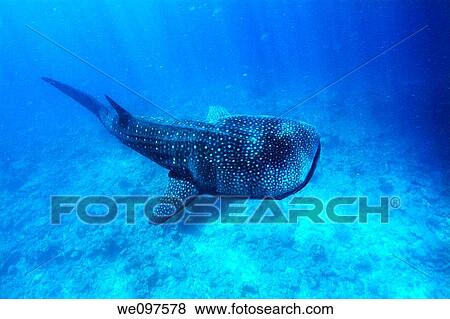 Underwater view of Whale shark rhincodon typus swimming nearby surface on coral reef, Ari atoll, Maldives View Large Photo Image Stock Photo - Underwater view of Whale shark rhincodon typus swimming nearby surface on coral reef, Ari atoll, Maldives. Fotosearch