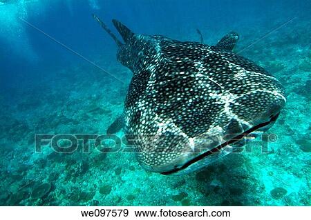 Underwater view of Whale shark rhincodon typus swimming nearby surface on coral reef, Ari atoll, Maldives View Large Photo Image Stock Photo - Underwater view of Whale shark rhincodon typus swimming nearby surface on coral reef, Ari atoll, Maldives. Fotosearch