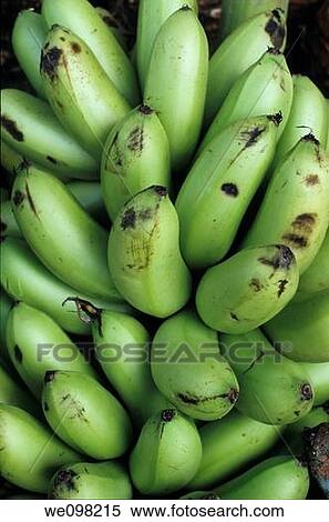 Vanuatu efate island port vila banana branches for sale on the market View Large Photo Image Stock Photography - Vanuatu efate island port vila banana branches for sale on the market. Fotosearch