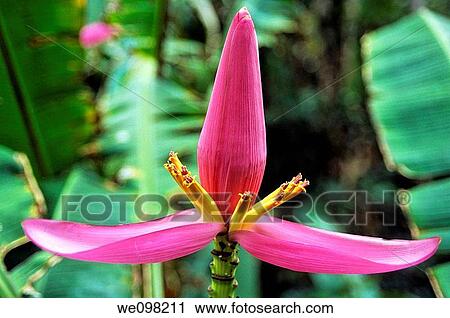 Vanuatu tanna island close up of a banana flower View Large Photo Image Stock Image - Vanuatu tanna island close up of a banana flower. Fotosearch
