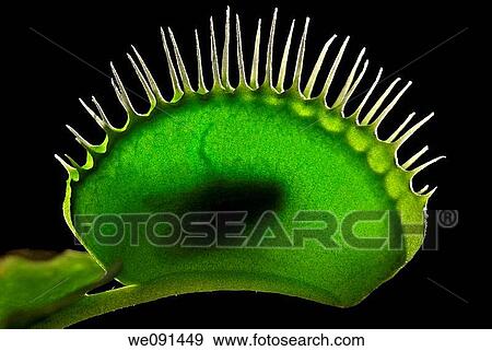 Venusfliegenfalle / Venus Flytrap / Dionaea muscipula View Large Photo Image Stock Photo - Venusfliegenfalle / Venus Flytrap / Dionaea muscipula. Fotosearch