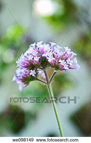 Stock Photo - Verbena bonariensis in bloom. Fotosearch