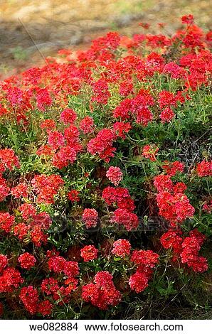 Verbena. Verbena x hybrida. March 2008. Maryland, USA. View Large Photo Image Picture - Verbena. Verbena x hybrida. March 2008. Maryland, USA.. Fotosearch