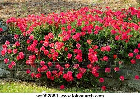 Verbena. Verbena x hybrida. March 2008. Maryland, USA. View Large Photo Image Stock Image - Verbena. Verbena x hybrida. March 2008. Maryland, USA.. Fotosearch