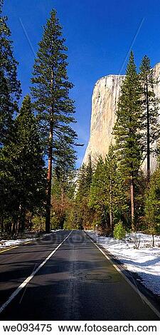 Vertical panorama of tall pines and the face of El Capitan from Northside Drive Yosemite Valley View Large Photo Image Stock Photography - Vertical panorama of tall pines and the face of El Capitan from Northside Drive Yosemite Valley. Fotosearch