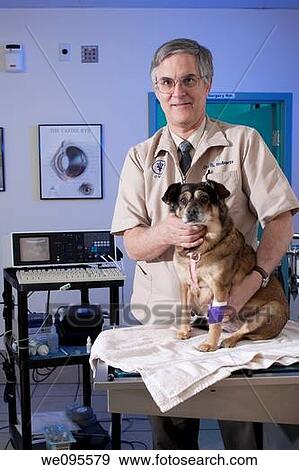 Veterinarian examining a dog that underwent cataract surgery only hours earlier in the day View Large Photo Image Stock Photo - Veterinarian examining a dog that underwent cataract surgery only hours earlier in the day. Fotosearch