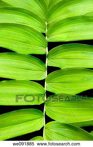 Vibrant green background texture - solomon's seal - Polygonatum canaliculatum View Large Photo Image Stock Photography - Vibrant green background texture - solomon's seal - Polygonatum canaliculatum. Fotosearch