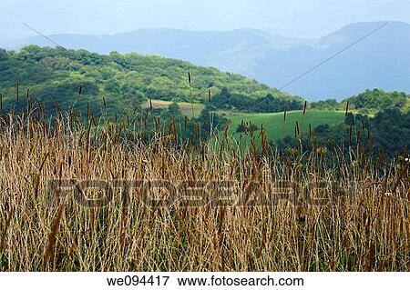 View from Max Patch, Appalachian Trail, Pisgah Nat Forest, NC View Large Photo Image Stock Photo - View from Max Patch, Appalachian Trail, Pisgah Nat Forest, NC. Fotosearch