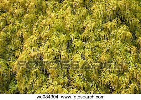 Villa Taranto botanical gardens, Verbania. Lake Maggiore, Piedmont, Italy View Large Photo Image Picture - Villa Taranto botanical gardens, Verbania. Lake Maggiore, Piedmont, Italy. Fotosearch