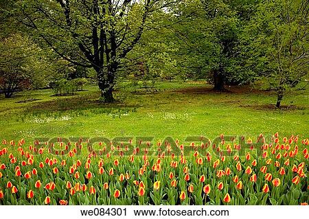 Villa Taranto botanical gardens, Verbania. Lake Maggiore, Piedmont, Italy View Large Photo Image Stock Image - Villa Taranto botanical gardens, Verbania. Lake Maggiore, Piedmont, Italy. Fotosearch