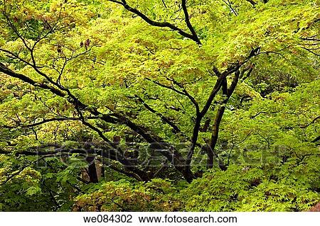 Villa Taranto botanical gardens, Verbania. Lake Maggiore, Piedmont, Italy View Large Photo Image Stock Image - Villa Taranto botanical gardens, Verbania. Lake Maggiore, Piedmont, Italy. Fotosearch