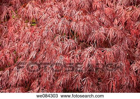 Villa Taranto botanical gardens, Verbania. Lake Maggiore, Piedmont, Italy View Large Photo Image Stock Image - Villa Taranto botanical gardens, Verbania. Lake Maggiore, Piedmont, Italy. Fotosearch