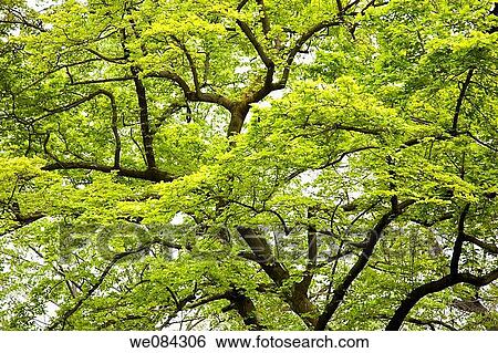 Villa Taranto botanical gardens, Verbania. Lake Maggiore, Piedmont, Italy View Large Photo Image Stock Photograph - Villa Taranto botanical gardens, Verbania. Lake Maggiore, Piedmont, Italy. Fotosearch