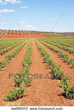 Vineyard and olive grove. Valdepe±as, Ciudad Real province, Castilla La Mancha, Spain. View Large Photo Image Stock Image - Vineyard and olive grove. Valdepe±as, Ciudad Real province, Castilla La Mancha, Spain.. Fotosearch