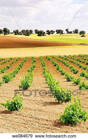 Vineyard and wheat field. Toledo province, Castilla La Mancha, Spain. View Large Photo Image Stock Photo - Vineyard and wheat field. Toledo province, Castilla La Mancha, Spain.. Fotosearch