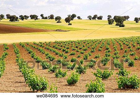 Vineyard and wheat field. Toledo province, Castilla La Mancha, Spain. View Large Photo Image Stock Photography - Vineyard and wheat field. Toledo province, Castilla La Mancha, Spain.. Fotosearch