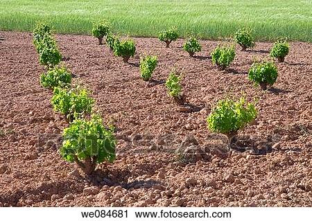 Stock Image - Vineyard La Manchuela. Albacete province, Castilla La Mancha, Spain.. Fotosearch