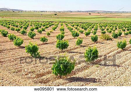 Vineyard. La Manchuela, Albacete province, Castilla La Mancha, Spain. View Large Photo Image Stock Image - Vineyard. La Manchuela, Albacete province, Castilla La Mancha, Spain.. Fotosearch