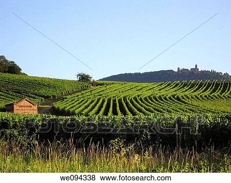 Vineyard Riesling in july Wine road Rorschwihr, Haut Rhin, Alsace, France View Large Photo Image Stock Photo - Vineyard Riesling in july Wine road Rorschwihr, Haut Rhin, Alsace, France. Fotosearch