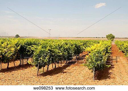 Vineyard. Tarazona de La Mancha, Albacete province, Castilla La Mancha, Spain. View Large Photo Image Stock Image - Vineyard. Tarazona de La Mancha, Albacete province, Castilla La Mancha, Spain.. Fotosearch